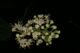 Hydrangea paniculata 'Kyushu' RCP06-07 054.jpg